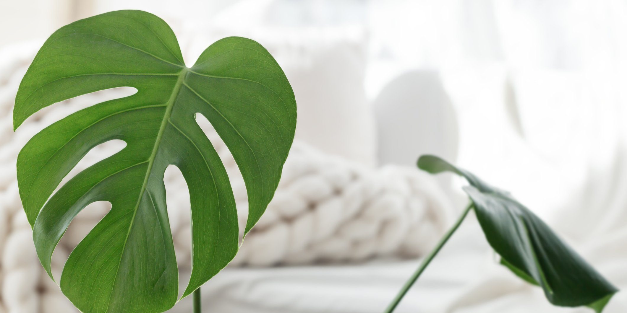 Monstera palm leaves on white merino wool blanket background, scandinavian hygge style