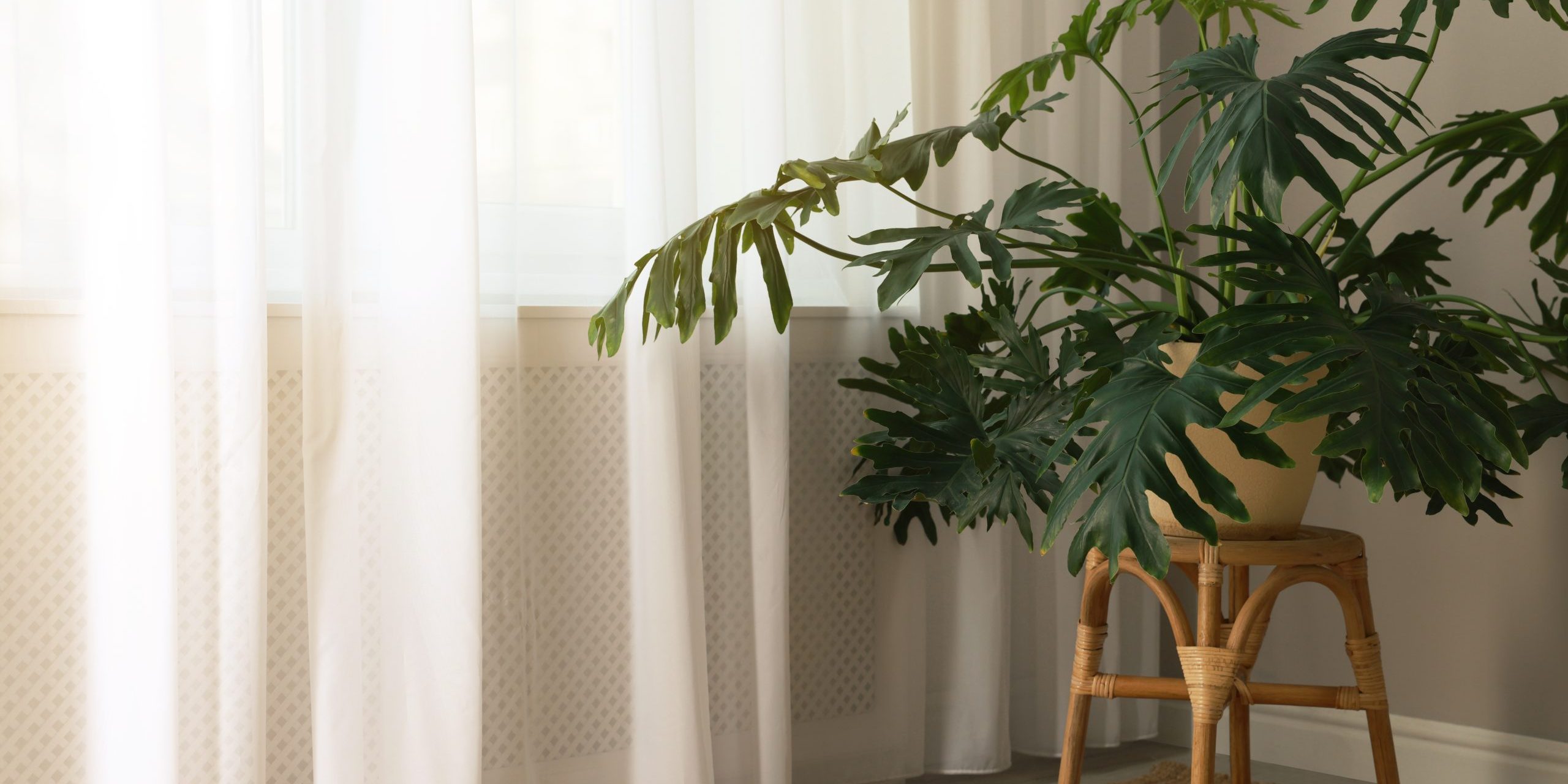 Beautiful green plant on wicker stool near window indoors, space for text