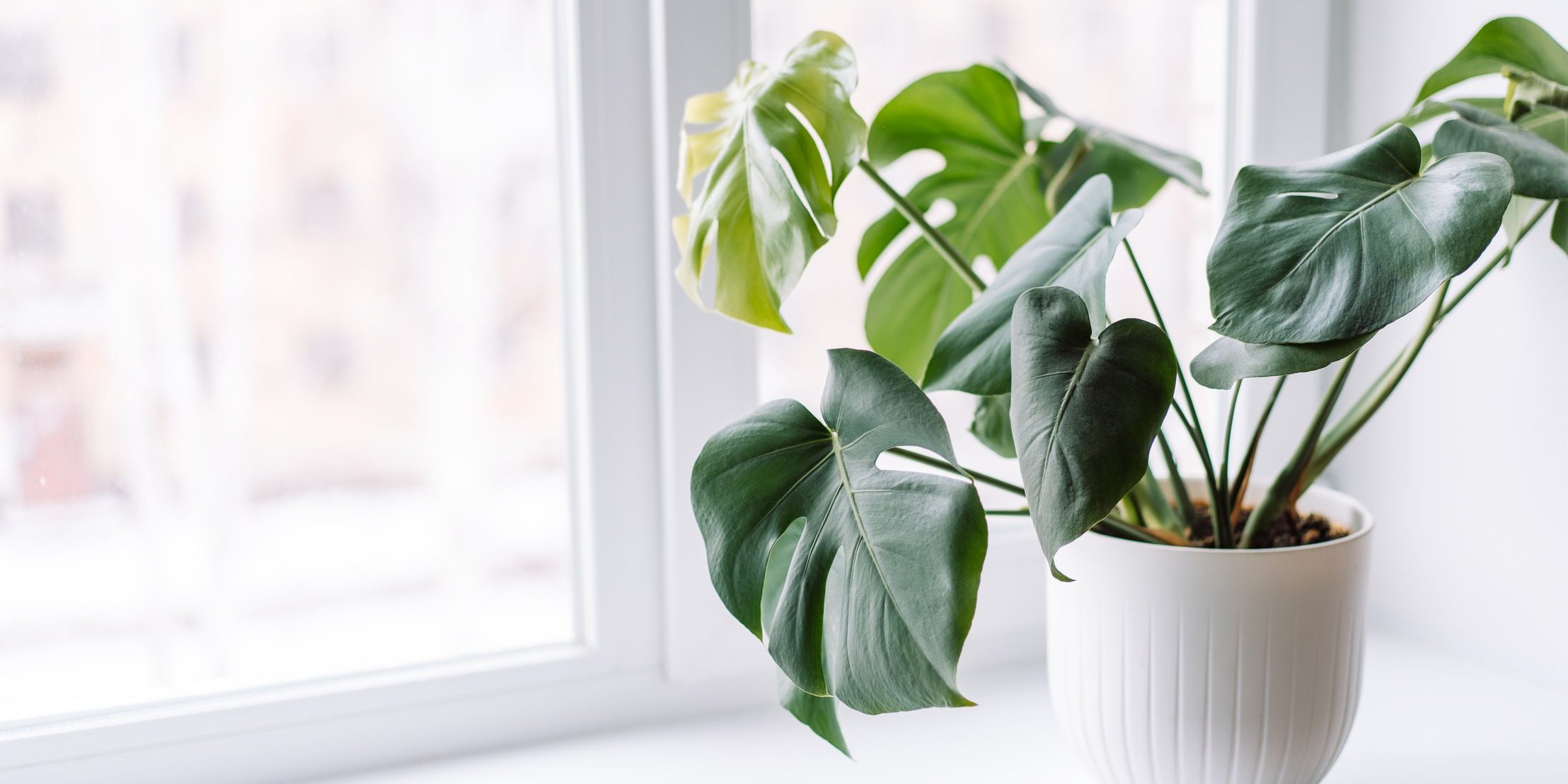 Young monstera in white pot on light windowsill.
