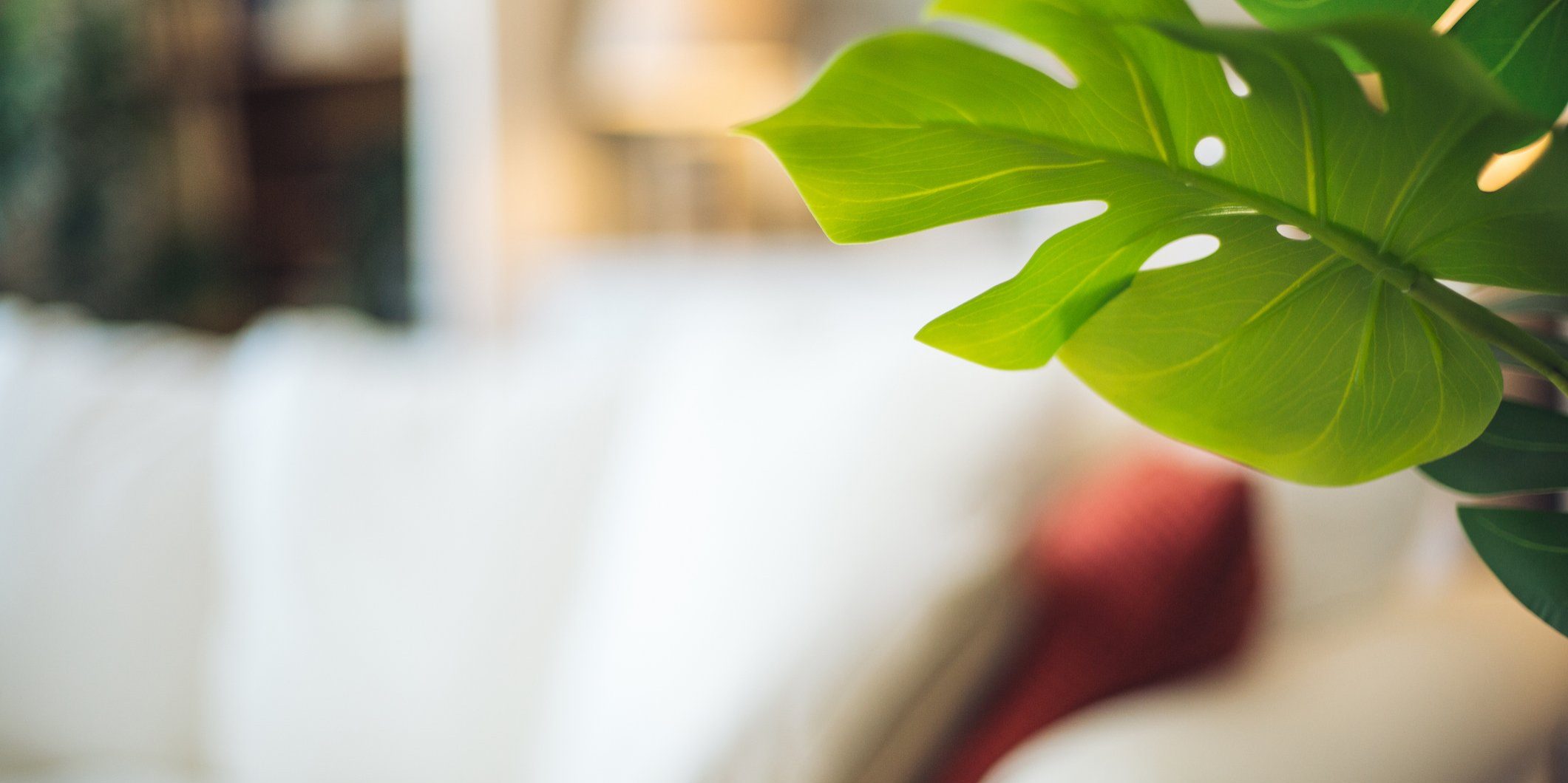 Close up of a monstera deliciosa plant with blurred living room in the background